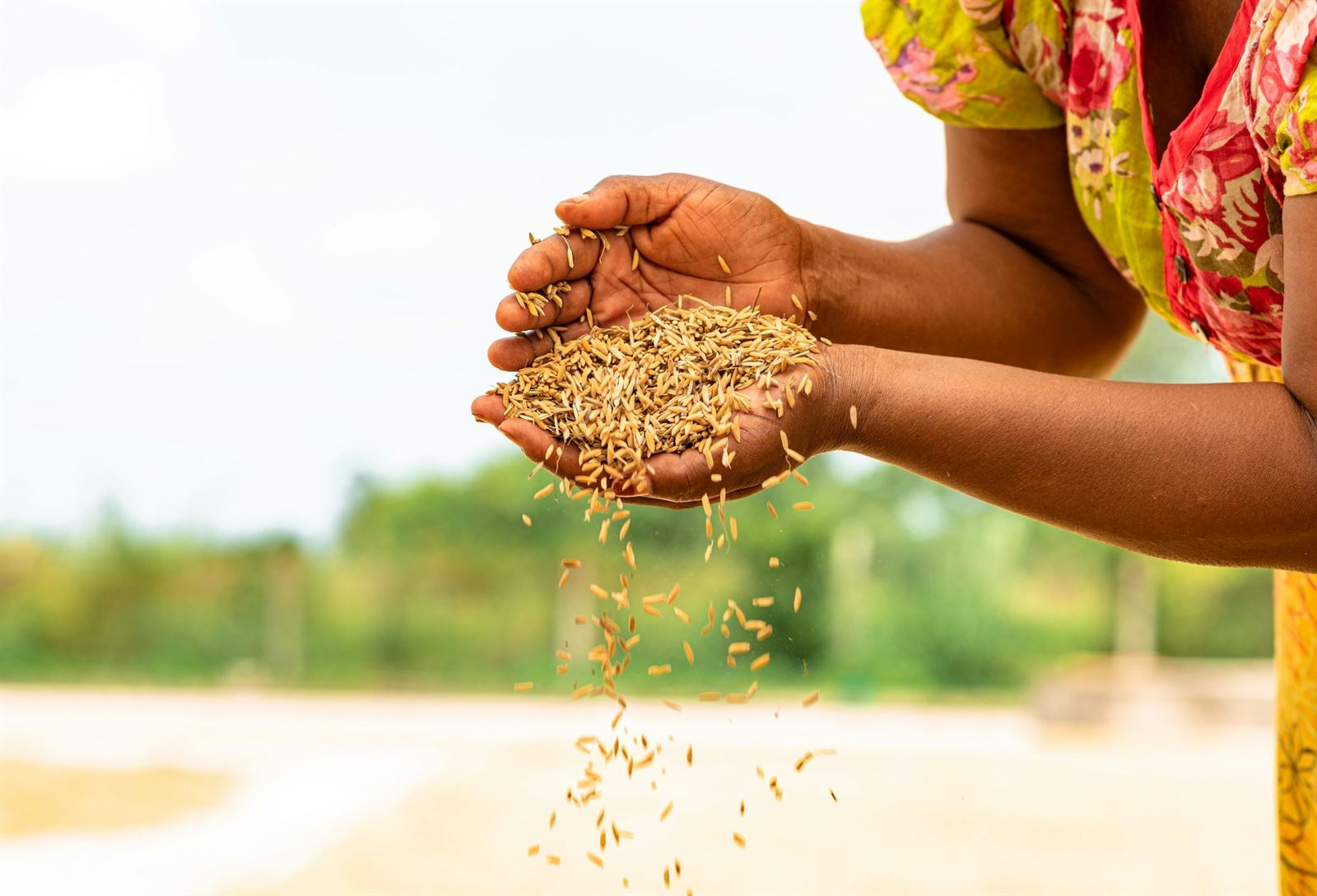 Hands holding freshly harvested grain