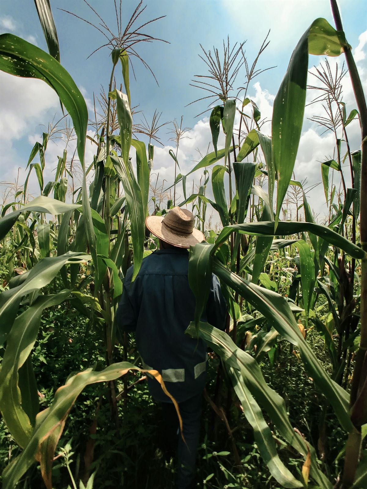 Farmer inspecting a tall maize crop