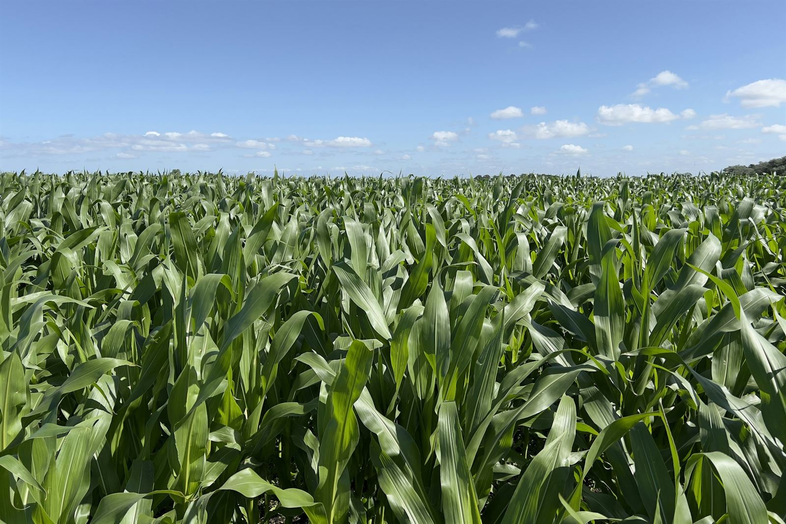 Investable Farms